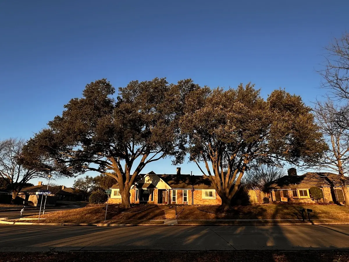 Established residential canopy tree shading a home in Liberty